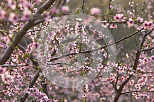 Peach Blossom