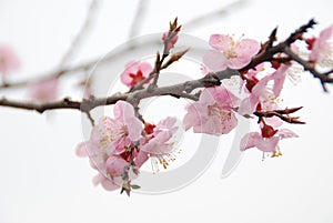 Peach Blossom photo