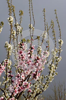 Peach blossom