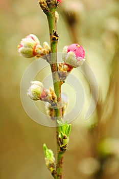 Peach blossom