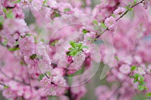 Peach blossom