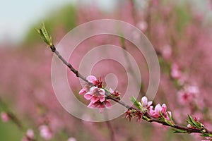 Peach Blossom