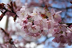 Peach blossom