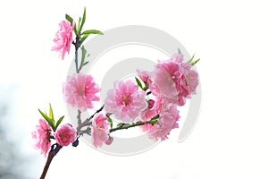 Peach blossom