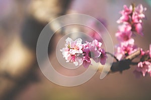 Peach Blossom against a blue sky, Veroia, Greece. Close-up picture of beautiful pink peach flowers