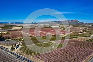 Peach blossom in Ascoy near Cieza in the Murcia region in Spain