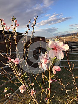 Peach Blossom with barn and clouds