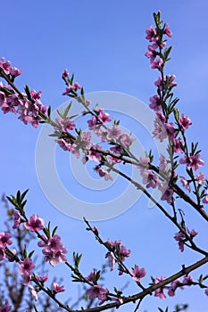 Peach blossom - beautiful pink flowers on branches, against a blue sky background. Early spring concept