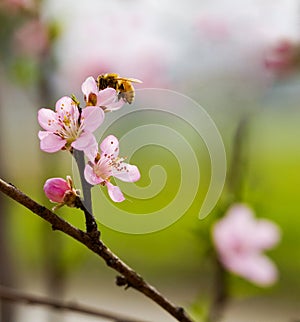 Peach blossom & Bee