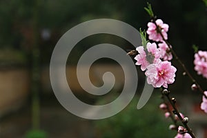Peach blossom and bee