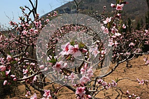 Peach blossom of blooming