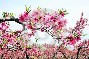 Peach blossom of blooming