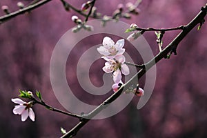 Peach blossom blooming in spring