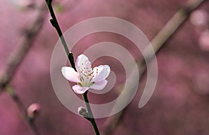 Peach blossom blooming in spring