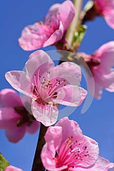 Peach Blossom Blue Sky Spring