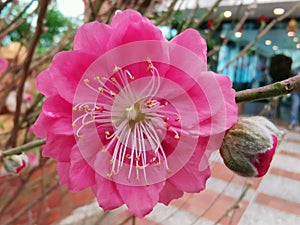 Peach blossom for Chinese New Year in Hong Kong