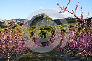 Peach blossom in Cieza La Torre in the Murcia region in Spain