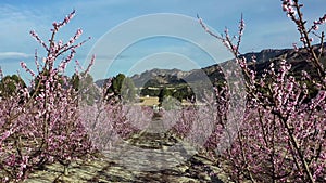 Peach blossom in Cieza La Torre in the Murcia region in Spain