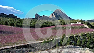 Peach blossom in Cieza La Torre in the Murcia region in Spain