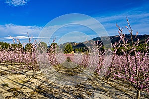 Peach blossom in Cieza La Torre in the Murcia region in Spain