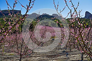 Peach blossom in Cieza La Torre in the Murcia region in Spain