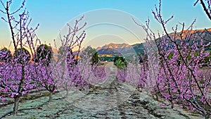 Peach blossom in Cieza La Torre in the Murcia region in Spain