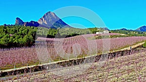 Peach blossom in Cieza La Torre in the Murcia region in Spain