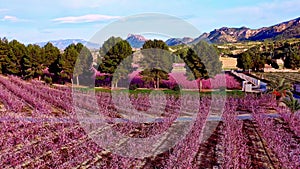 Peach blossom in Cieza La Torre in the Murcia region in Spain