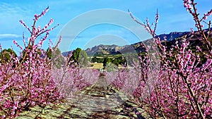 Peach blossom in Cieza La Torre in the Murcia region in Spain