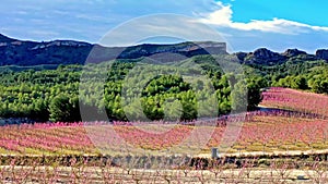 Peach blossom in Cieza La Torre in the Murcia region in Spain