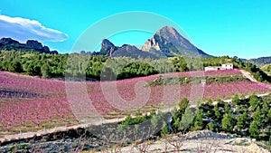 Peach blossom in Cieza La Torre in the Murcia region in Spain