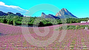 Peach blossom in Cieza La Torre in the Murcia region in Spain