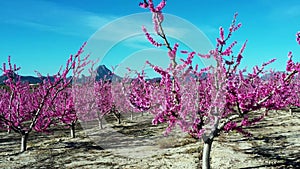 Peach blossom in Cieza, Mirador El Horno in the Murcia region in Spain