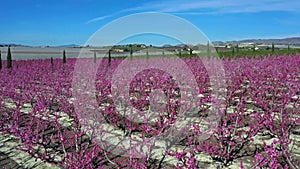 Peach blossom in Cieza, Mirador El Horno in the Murcia region in Spain