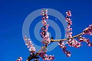 Peach blossom in Cieza, Mirador El Horno in the Murcia region in Spain