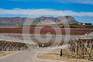 Peach blossom in Cieza, Mirador El Horno in the Murcia region in Spain