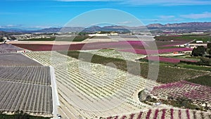 Peach blossom in Cieza, Mirador El Horno in the Murcia region in Spain