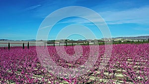 Peach blossom in Cieza, Mirador El Horno in the Murcia region in Spain