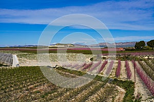 Peach blossom in Cieza, Mirador El Horno in the Murcia region in Spain