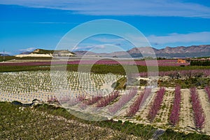 Peach blossom in Cieza, Mirador El Horno in the Murcia region in Spain