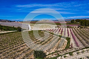 Peach blossom in Cieza, Mirador El Horno in the Murcia region in Spain