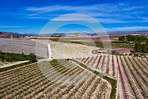 Peach blossom in Cieza, Mirador El Horno in the Murcia region in Spain