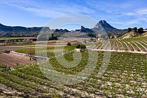 Peach blossom in Cieza, Mirador El Horno in the Murcia region in Spain