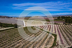 Peach blossom in Cieza, Mirador El Horno in the Murcia region in Spain