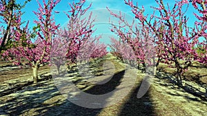 Peach blossom in Cieza, Mirador El Horno in the Murcia region in Spain