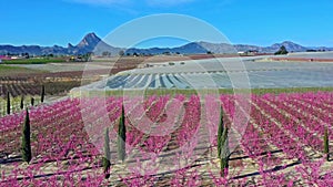 Peach blossom in Cieza, Mirador El Horno in the Murcia region in Spain