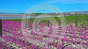 Peach blossom in Cieza, Mirador El Horno in the Murcia region in Spain