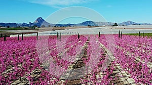 Peach blossom in Cieza, Mirador El Horno in the Murcia region in Spain