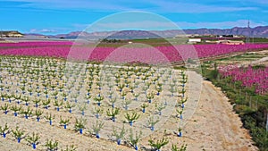 Peach blossom in Cieza, Mirador El Horno in the Murcia region in Spain