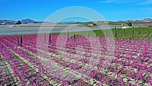 Peach blossom in Cieza, Mirador El Horno in the Murcia region in Spain